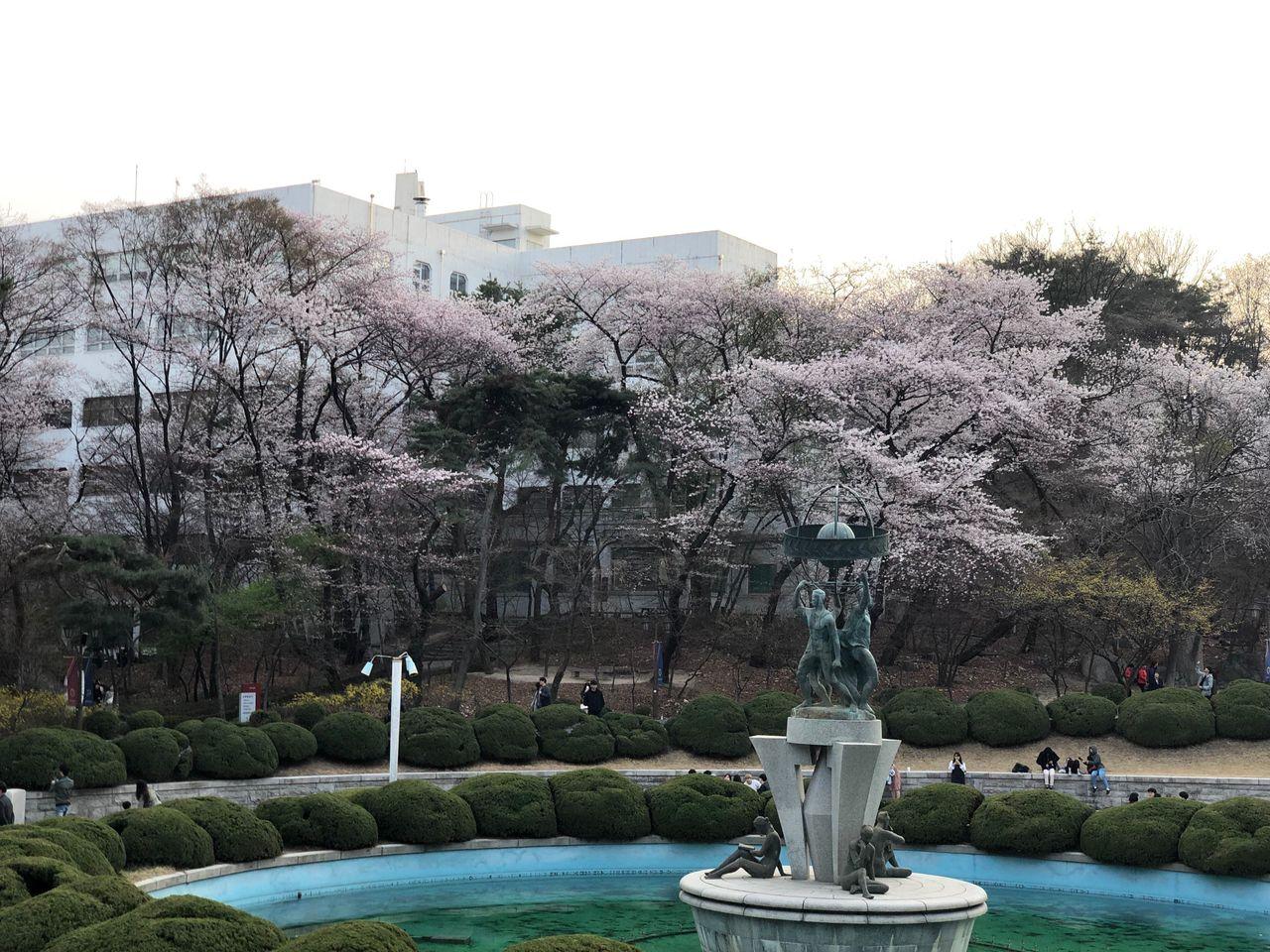 Take a walk on Kyung Hee campus with European architecture and cherry blossoms